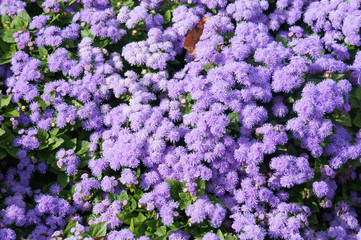 Ageratum houstonianum or floss flower  violet plant
