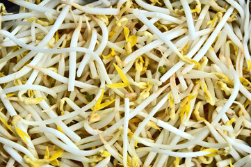 bean sprout or the sprout of mung bean with full frame.