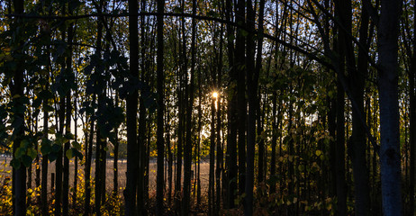 Obraz premium Sonnenstrahlen im Wald