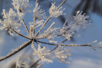 branches covered with snow
