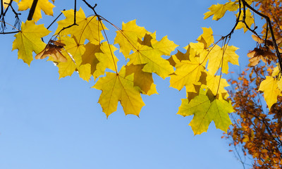 Autumn maple leaves yellow on a blue sky on a Sunny day