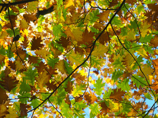 Buntes Herbstlaub