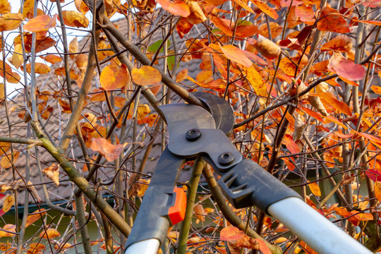 Gartenarbeit - Felsenbirne im Herbst schneiden