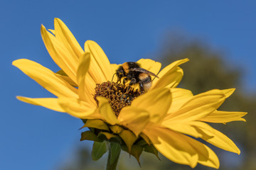 hummel auf sonnenblume