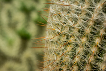 Kaktusstacheln im Detail