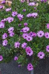 Lila Blume im Herbst