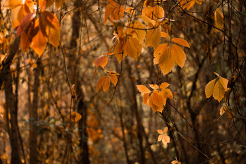 Autumn, beautiflu yellow leaves with blur backgroud