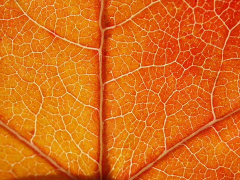 Blatt-Texture