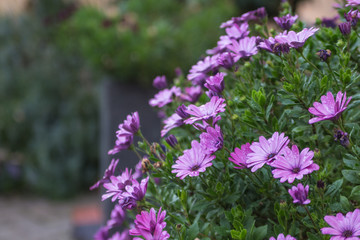 Obraz premium Lila Blume im Herbst