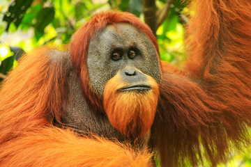Portrait of male Sumatran orangutan in Gunung Leuser National Park, Sumatra, Indonesia © donyanedomam