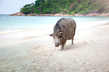 pig on the beach. Symbol of the new year 2019