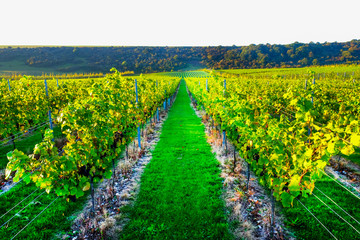 Obraz premium Sussex, england, united kingdom, wine growing region, looking down two rows of grape vines in a vineyard with lines of ripe red grapes on the vines, green grass is in the middle