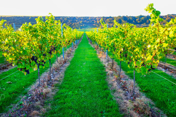 Fototapeta na wymiar Sussex, england, united kingdom, wine growing region, looking down two rows of grape vines in a vineyard with lines of ripe red grapes on the vines, green grass is in the middle