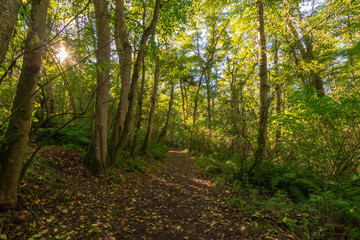 Fototapeta na wymiar An Afternoon Walk In The Autumn Sun