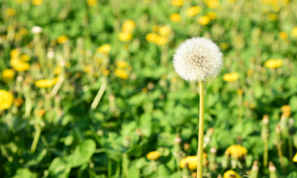 Many Dandelion on field with space for text. .Dandelion flower meaning is Long lasting happiness and youthful joy.