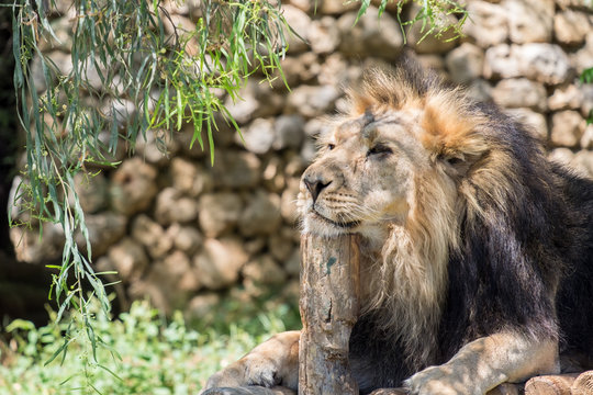 Big male lion rest on wooden platform