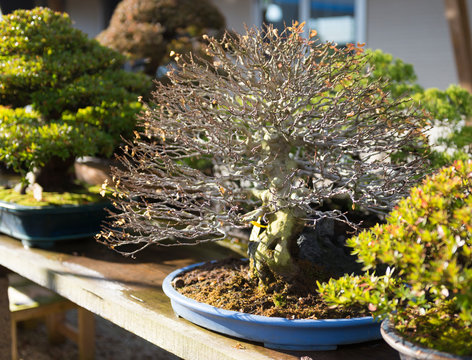 nursery garden bonsai in japan