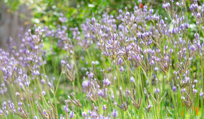 Lavender garden