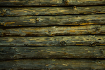 Fototapeta premium Pine wood texture