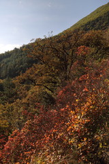 Fototapeta premium Automne en montagne