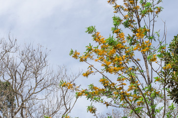Acacia dealbata tree with yellow flowers