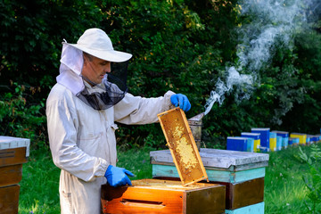 Beekeeper in protective workwear inspecting frame at apiary. The beekeeper holds a honeycomb with fresh honey in his hands.