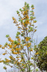 Acacia dealbata tree with yellow flowers