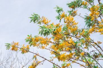 Fototapeta na wymiar Acacia dealbata tree with yellow flowers