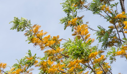 Fototapeta na wymiar Acacia dealbata tree with yellow flowers