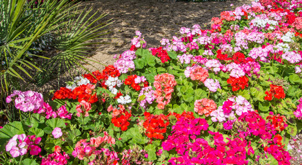 impatiens seedlings (Impatiens wallerana)