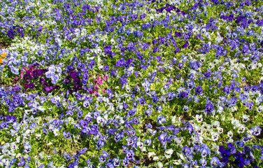 pansy flowers field