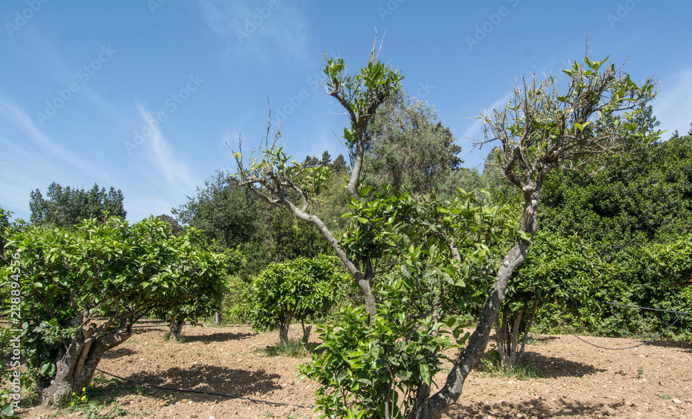 Wall mural Orange tree without orange