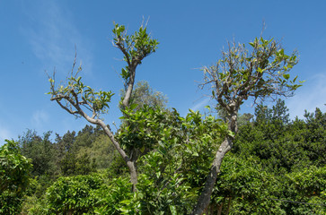 Orange tree without orange