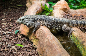 Argentine black and white tegu (Tupinambis merianae), also called the giant tegu