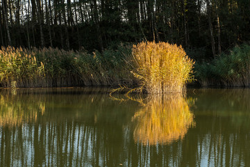 Herbsliches Schilf auf Insel in See