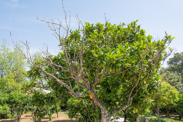 Orange tree without orange