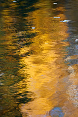 Yellow autumn trees reflecting in the water 