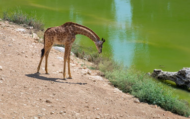 Beautiful stained giraffe next to water (pond or river)