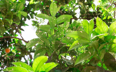 Fototapeta na wymiar citrus tree diseases