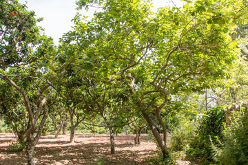 citrus tree diseases