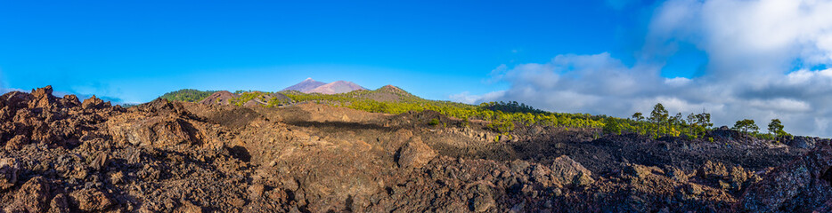 tree in a lava field