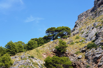 Fototapeta na wymiar Majestic cliff with trees on the coast of the island of Majorca, Spain