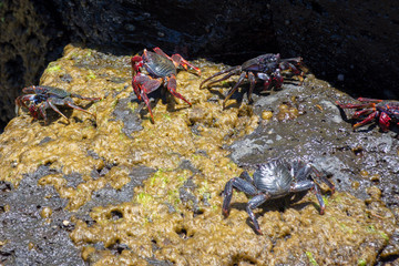 crab on a rock