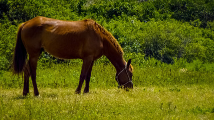 Fototapeta premium Beautiful horses playing on pasture in nature