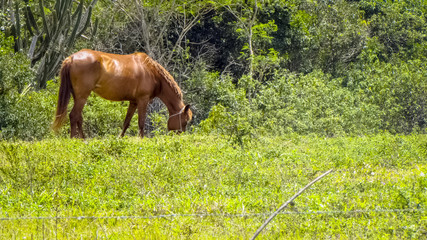 Naklejka premium Beautiful horses playing on pasture in nature