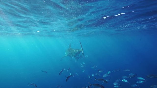 White shark swimming away from the camera through a school of jacks, Neptune Islands, South Australia.
