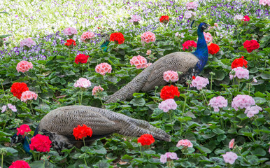 Peacock in flowers