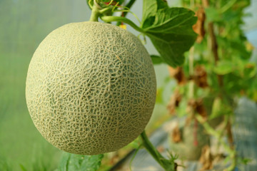 Closed up a Fresh Muskmelon or Cantaloupe Fruit on the Tree, Nakornnayok Province in Thailand