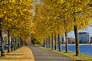 Yellow tree reaching over the road in autumn. Leaves have fallen to the ground