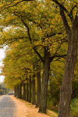 Allee im Herbst